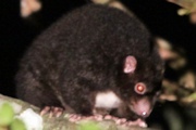 Herbert River Ringtail Possum (Pseudochirulus herbertensis)